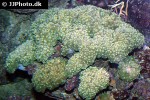 physogyra lichtensteini pearl bubble coral physogyra lichtensteini pearl bubble coral
