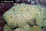 physogyra lichtensteini pearl bubble coral physogyra lichtensteini pearl bubble coral