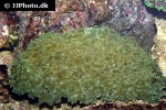 physogyra lichtensteini pearl bubble coral physogyra lichtensteini pearl bubble coral