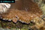 physogyra spp pearl coral physogyra spp pearl coral