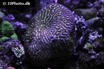 platygyra spp brain worm coral platygyra spp brain worm coral