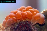plerogyra sinuosa bubble coral plerogyra sinuosa bubble coral