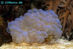 plerogyra sinuosa bubble coral plerogyra sinuosa bubble coral