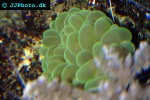 plerogyra sinuosa bubble coral plerogyra sinuosa bubble coral