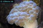 plerogyra sinuosa bubble coral plerogyra sinuosa bubble coral