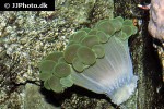 plerogyra sinuosa bubble coral plerogyra sinuosa bubble coral