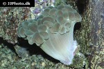 plerogyra sinuosa bubble coral plerogyra sinuosa bubble coral