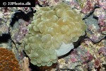 plerogyra sinuosa bubble coral plerogyra sinuosa bubble coral