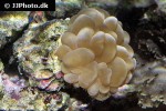 plerogyra sinuosa bubble coral plerogyra sinuosa bubble coral