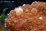 plerogyra spp bubble coral plerogyra spp bubble coral