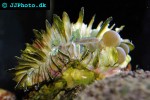 plerogyra spp bubble coral plerogyra spp bubble coral