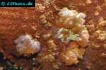plerogyra spp bubble coral plerogyra spp bubble coral