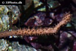plexaurella nutans giant slit pore sea rod coral plexaurella nutans giant slit pore sea rod coral