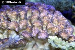 pocillopora damicornis cauliflower coral pocillopora damicornis cauliflower coral