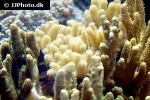 pocillopora damicornis cauliflower coral pocillopora damicornis cauliflower coral