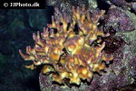 pocillopora damicornis cauliflower coral pocillopora damicornis cauliflower coral