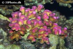 pocillopora damicornis cauliflower coral pocillopora damicornis cauliflower coral