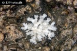 pocillopora spp cauliflower coral pocillopora spp cauliflower coral