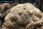 polyphyllia spp slipper coral polyphyllia spp slipper coral