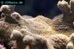 polyphyllia spp slipper coral polyphyllia spp slipper coral