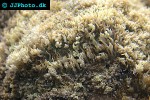 polyphyllia spp slipper coral polyphyllia spp slipper coral