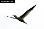 morus bassanus northern gannet morus bassanus northern gannet