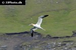 morus bassanus northern gannet morus bassanus northern gannet