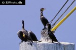 phalacrocorax auritus double crested cormorant phalacrocorax auritus double crested cormorant