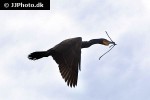phalacrocorax auritus double crested cormorant phalacrocorax auritus double crested cormorant