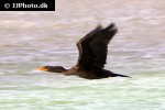 phalacrocorax auritus double crested cormorant phalacrocorax auritus double crested cormorant