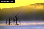 phalacrocorax carbo great cormorant phalacrocorax carbo great cormorant