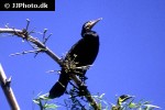phalacrocorax carbo great cormorant phalacrocorax carbo great cormorant