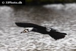 phalacrocorax carbo great cormorant phalacrocorax carbo great cormorant