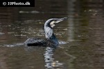 phalacrocorax carbo great cormorant phalacrocorax carbo great cormorant