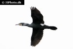 phalacrocorax carbo great cormorant phalacrocorax carbo great cormorant