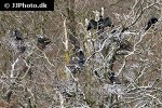 phalacrocorax carbo great cormorant phalacrocorax carbo great cormorant