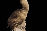 phalacrocorax carbo sinensis great cormorant phalacrocorax carbo sinensis great cormorant
