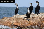phalacrocorax lucidus white breasted cormorant phalacrocorax lucidus white breasted cormorant
