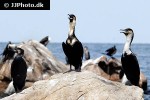 phalacrocorax lucidus white breasted cormorant phalacrocorax lucidus white breasted cormorant