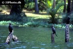phalacrocorax niger little cormorant phalacrocorax niger little cormorant