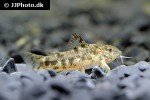 aspidoras depinnai aspidoras depinnai