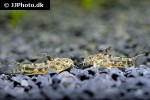 aspidoras depinnai aspidoras depinnai