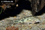 aspidoras depinnai aspidoras depinnai
