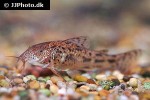 aspidoras fuscoguttatus aspidoras fuscoguttatus