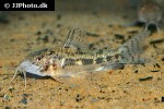 aspidoras fuscoguttatus aspidoras fuscoguttatus
