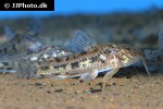 aspidoras fuscoguttatus aspidoras fuscoguttatus
