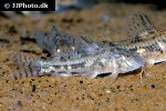 aspidoras fuscoguttatus aspidoras fuscoguttatus