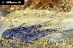 aspidoras fuscoguttatus aspidoras fuscoguttatus