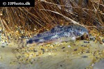 aspidoras fuscoguttatus aspidoras fuscoguttatus