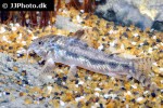 aspidoras fuscoguttatus aspidoras fuscoguttatus